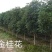 八月桂花树一湖南省湘乡市