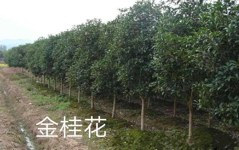 八月桂花树一湖南省湘乡市