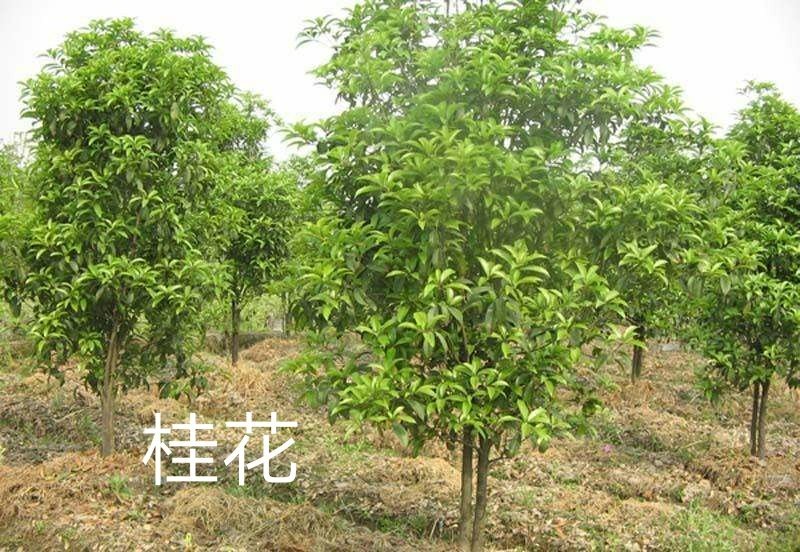 八月桂花树一湖南省湘乡市