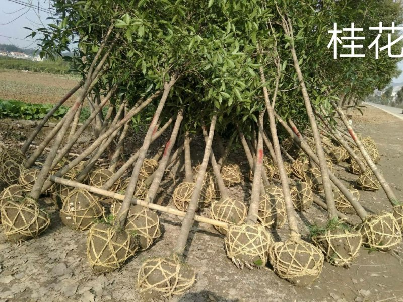 八月桂花树一湖南省湘乡市