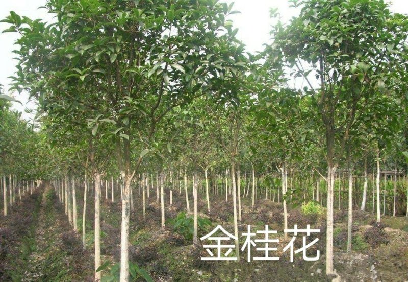 八月桂花树一湖南省湘乡市