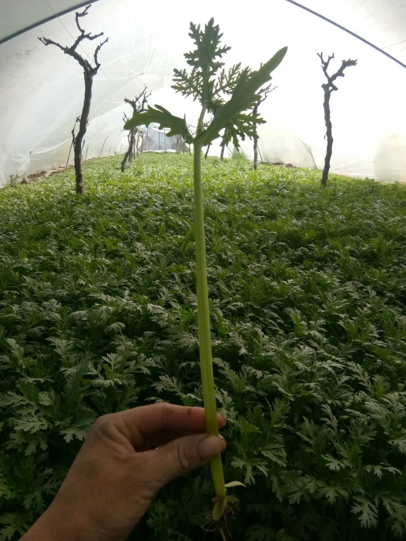 茼蒿长价了