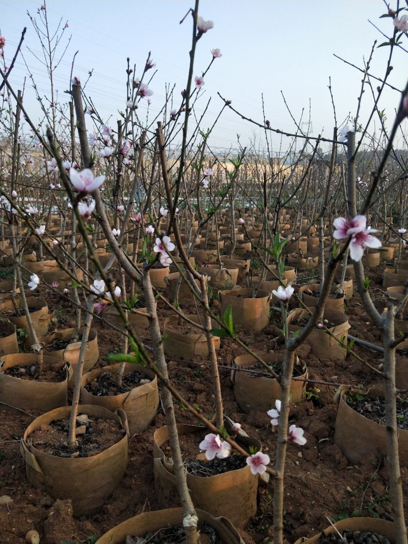 水蜜桃树苗70~90cm