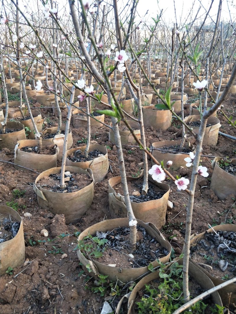 水蜜桃树苗70~90cm