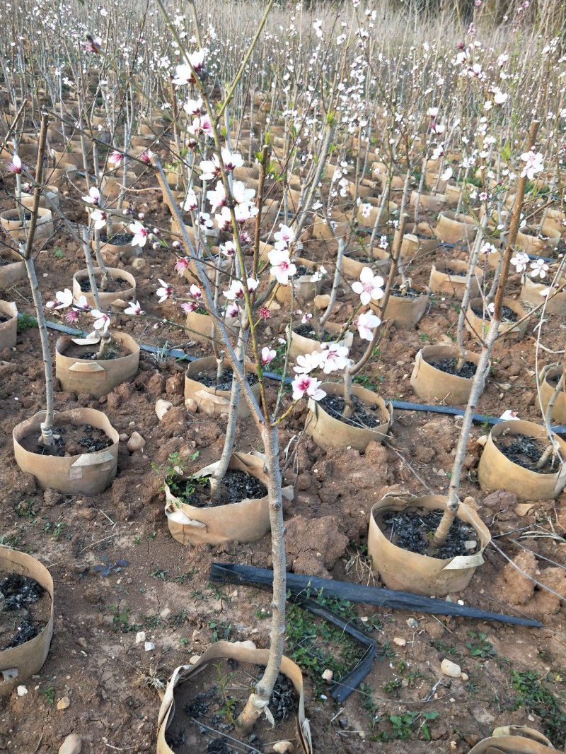 水蜜桃树苗70~90cm