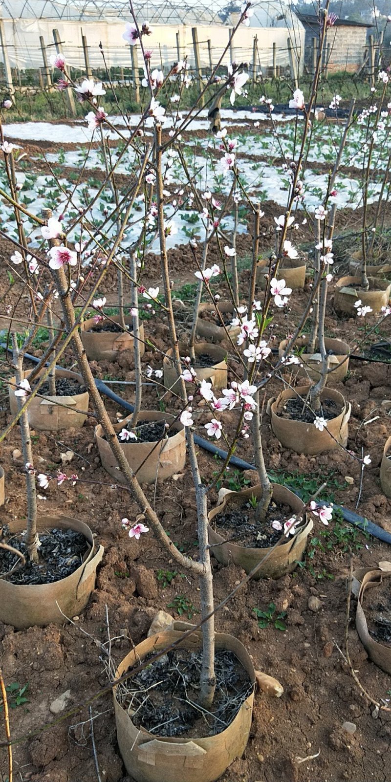 水蜜桃树苗70~90cm