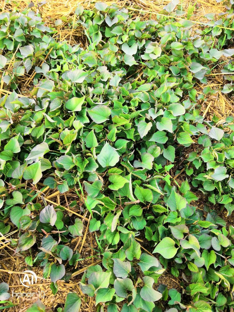 秦薯5号红薯苗陕西杨凌红薯苗