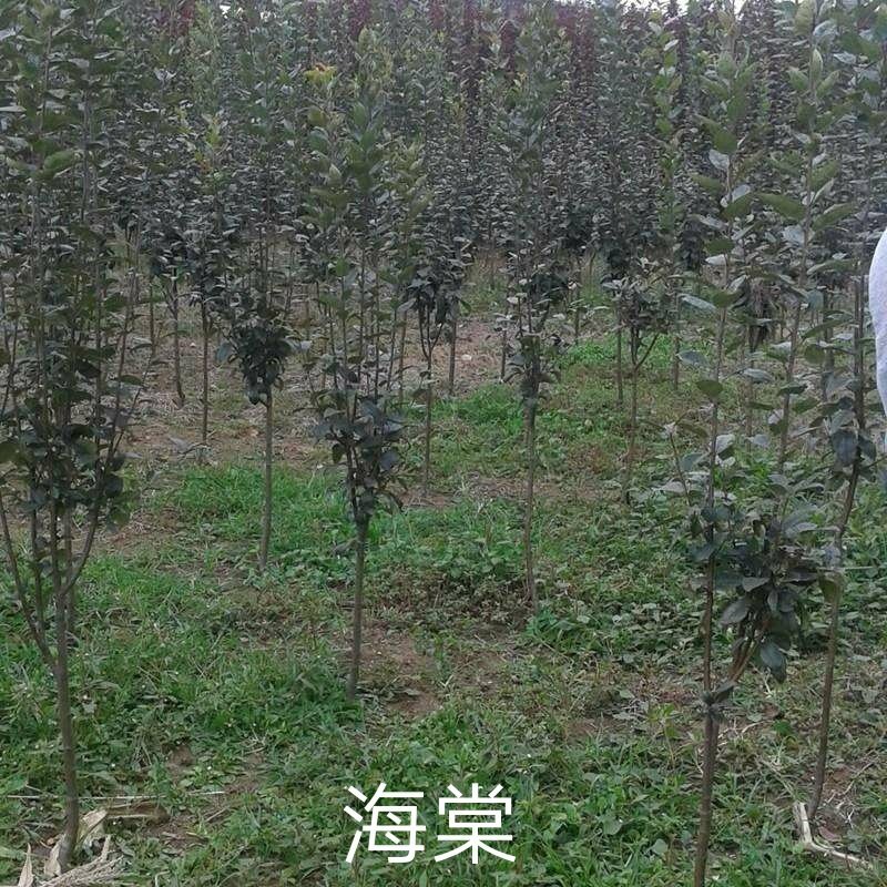 西府海棠一湖南省湘乡市