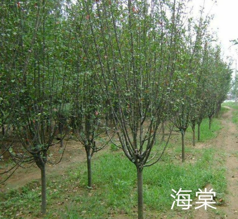 西府海棠一湖南省湘乡市