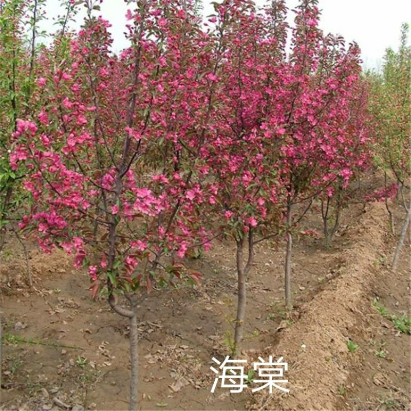 西府海棠一湖南省湘乡市