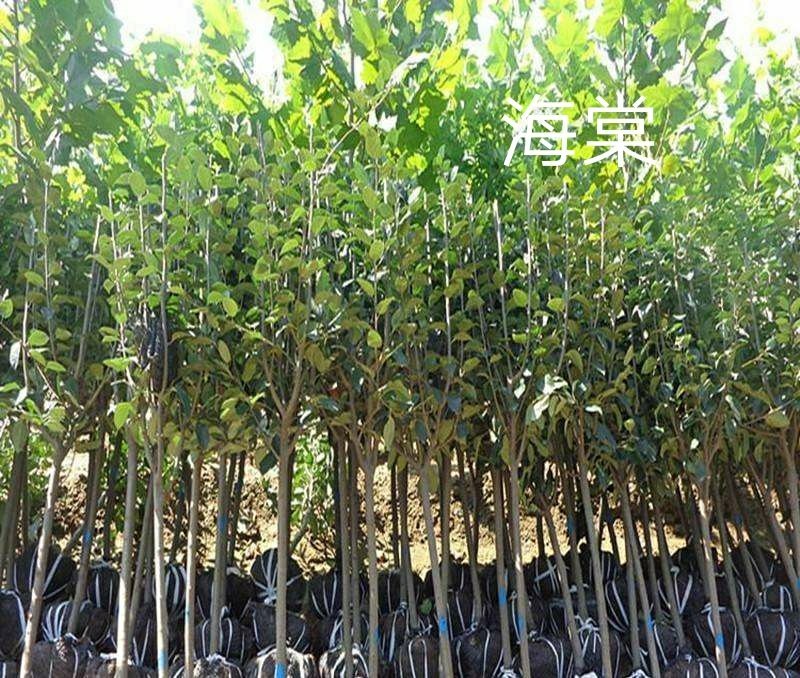 西府海棠一湖南省湘乡市