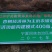 红梅杏树苗，接穗