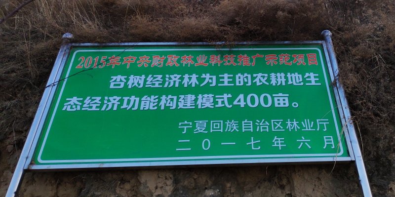 红梅杏树苗，接穗