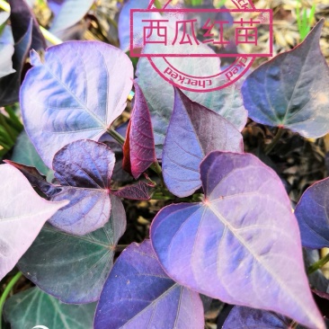 秦薯5号红薯苗15~25cm西瓜红，秦薯8号，紫薯！