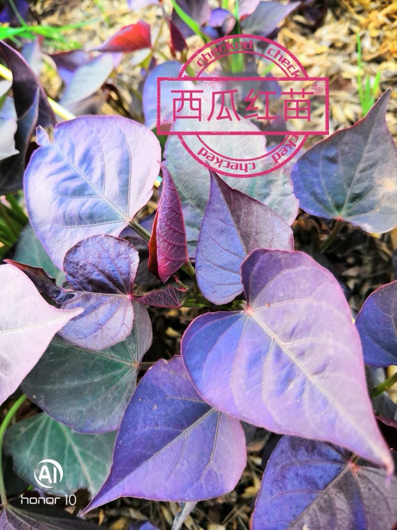 秦薯5号红薯苗15~25cm西瓜红，秦薯8号，紫薯！