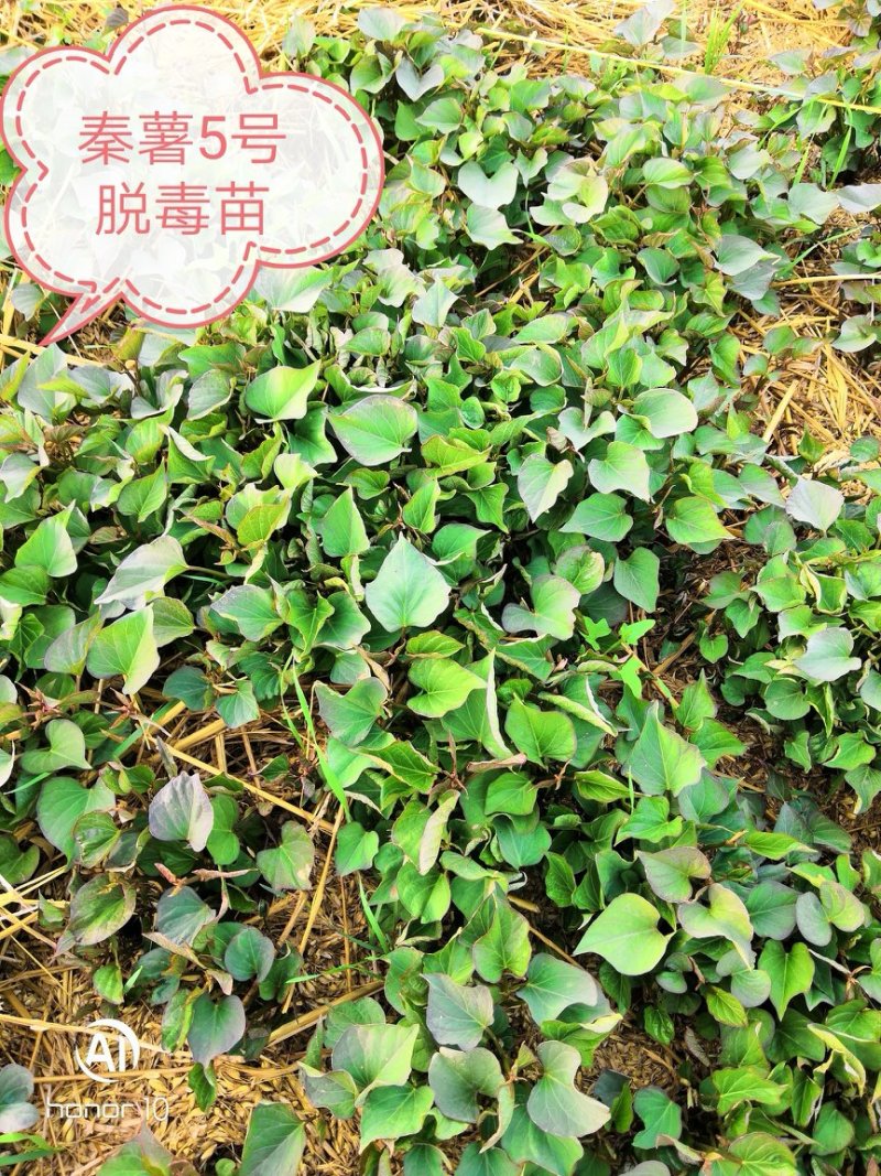 秦薯5号红薯苗15~25cm西瓜红，秦薯8号，紫薯！