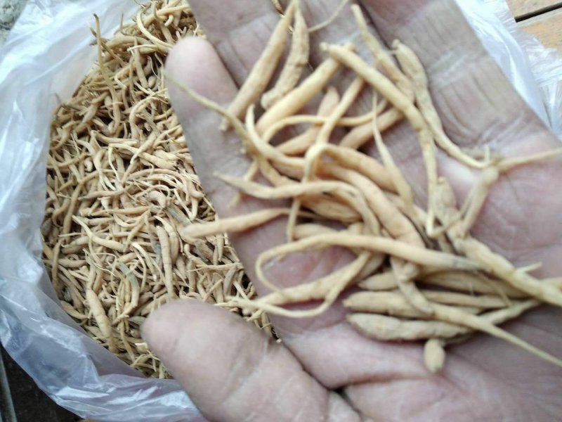 贵州铜仁晒干无硫太子参干品滋补煲汤干净无杂产地直发。