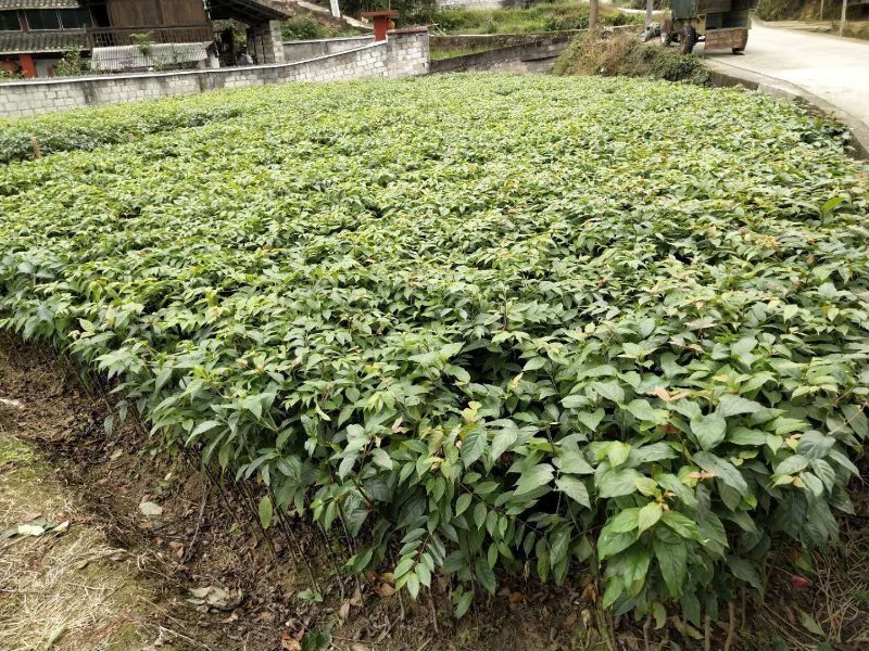 钩藤苗金钩藤双沟一手货源出去中间商赚差价