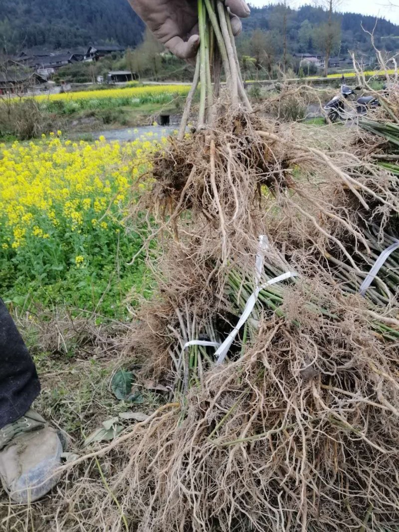 钩藤苗金钩藤双沟一手货源出去中间商赚差价