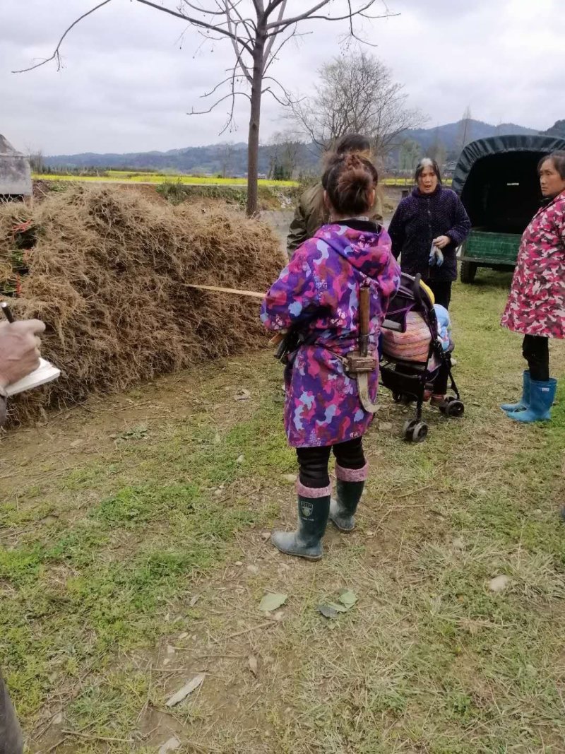 钩藤苗金钩藤双沟一手货源出去中间商赚差价
