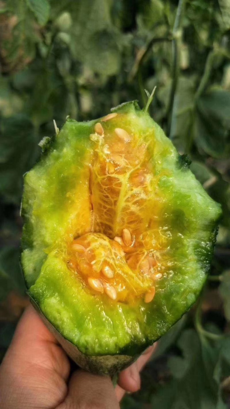 羊角蜜甜瓜，一级货，质量保证，货真价实，