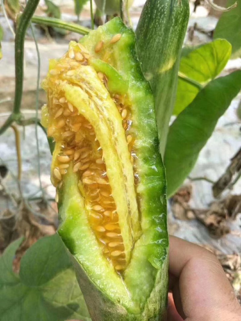羊角蜜甜瓜，一级货，质量保证，货真价实，