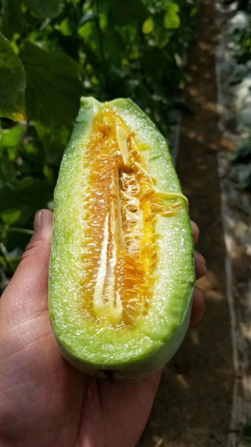 羊角蜜甜瓜，一级货，质量保证，货真价实，