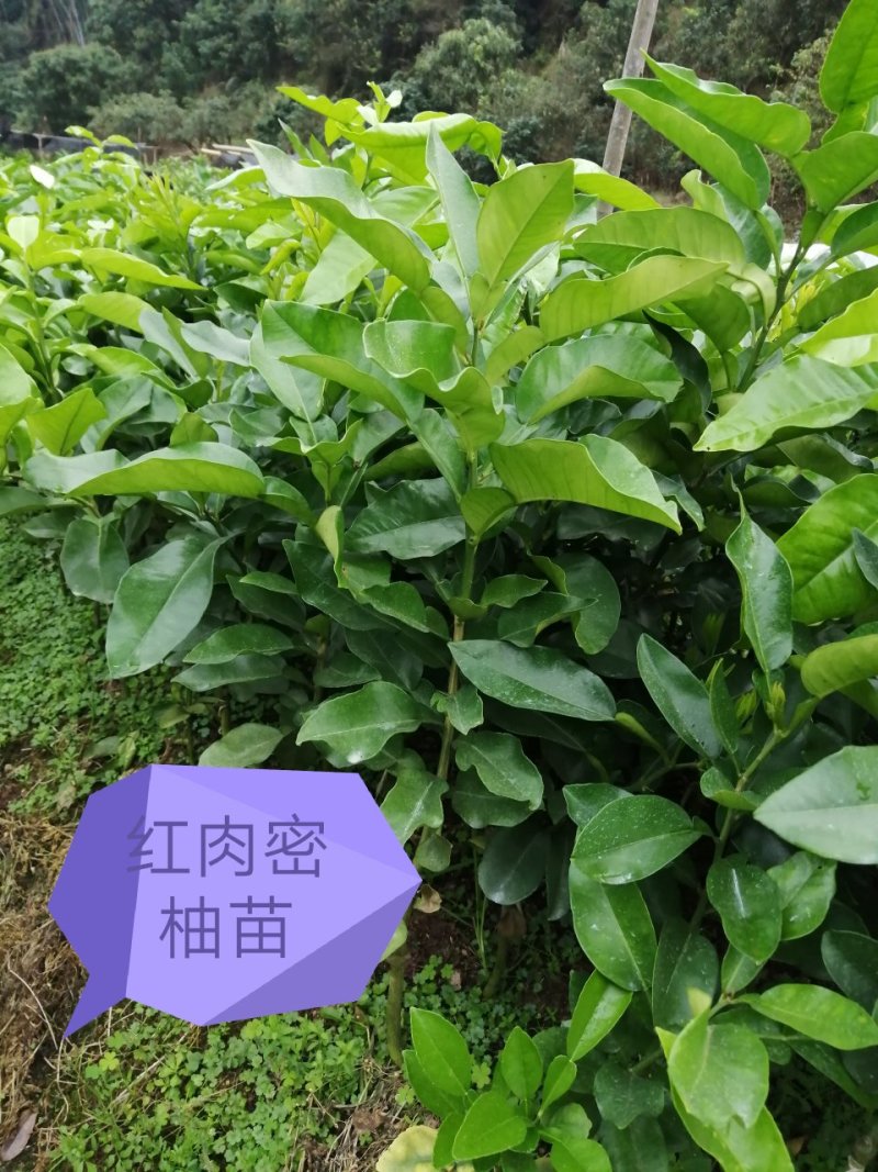 品种纯正，正宗红心蜜柚苗1cm以上0.5~0.8m