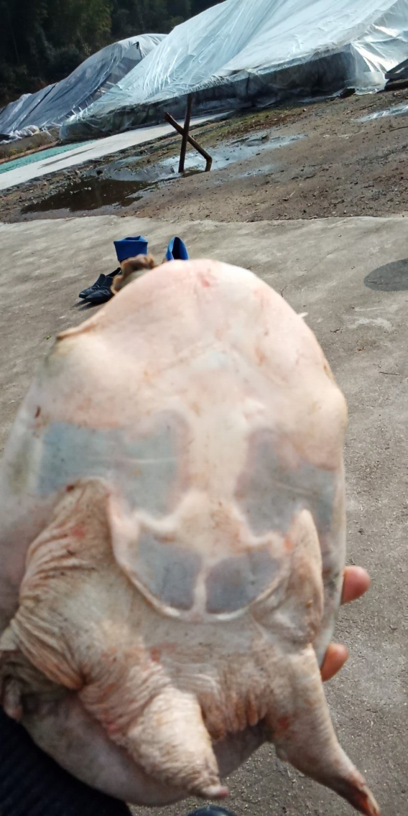 鳖