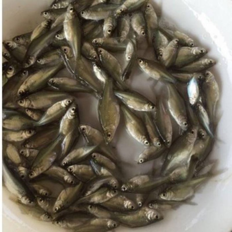批发武昌鱼苗，鳊鱼苗(团头鲂)水花，武昌鱼夏花