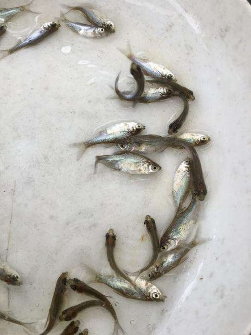 批发武昌鱼苗，鳊鱼苗(团头鲂)水花，武昌鱼夏花