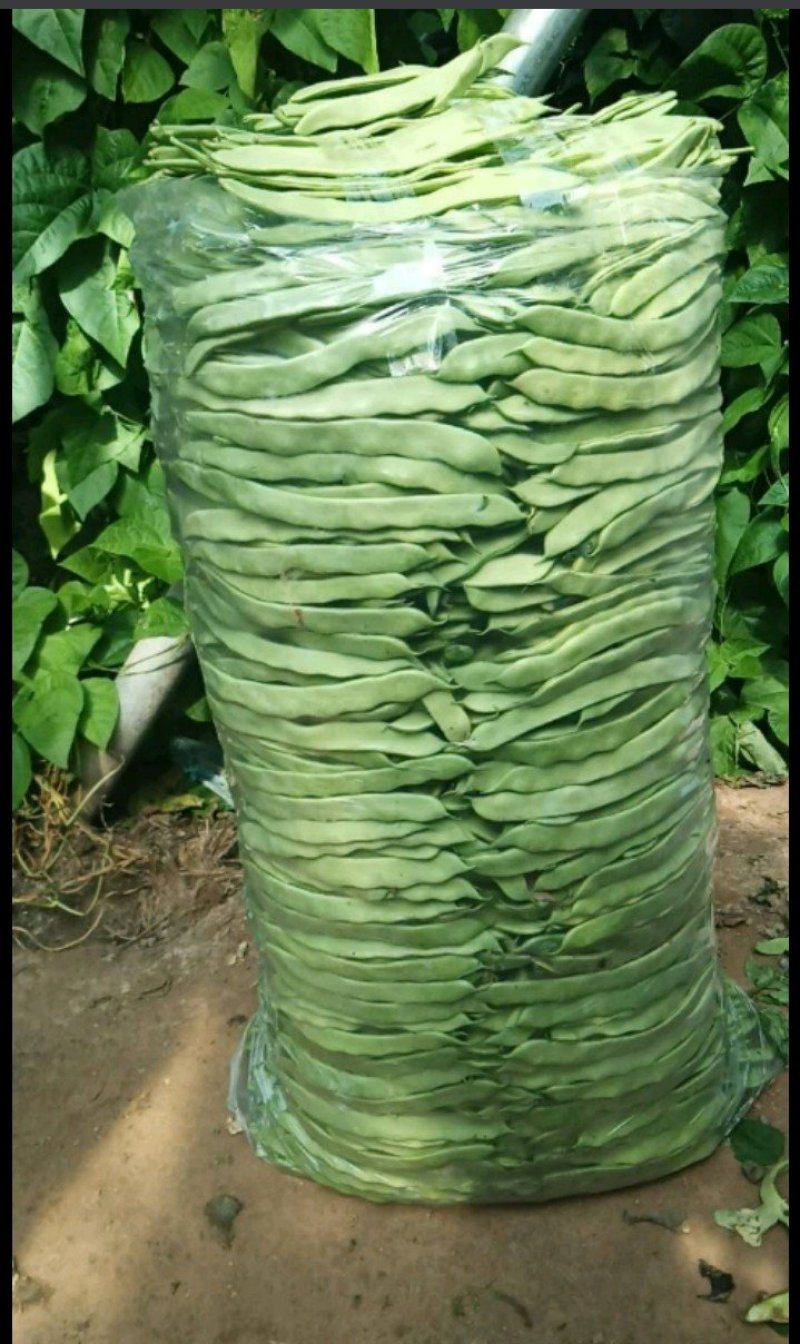 精品扁青芸豆鲜扁豆宽芸豆蔬菜产地直发条直20cm以上