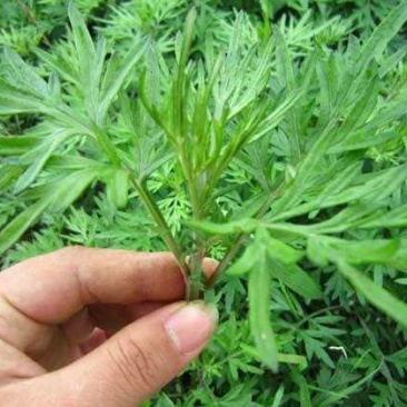 艾草种子