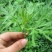 艾草种子