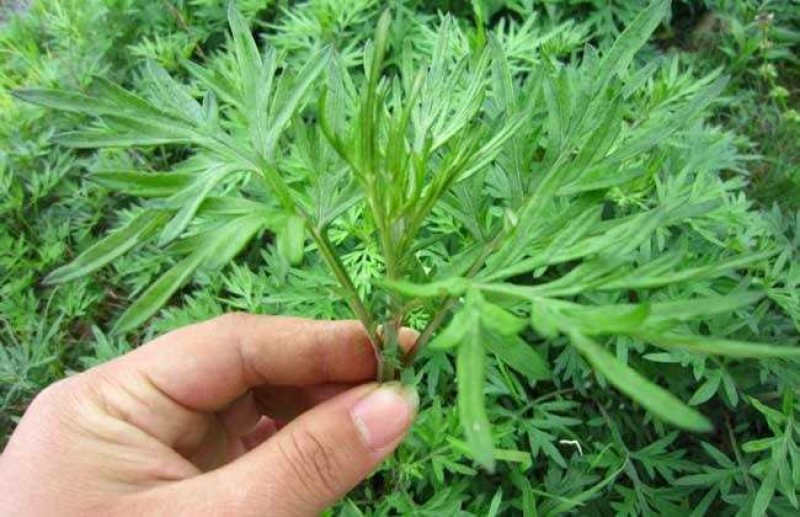 艾草种子