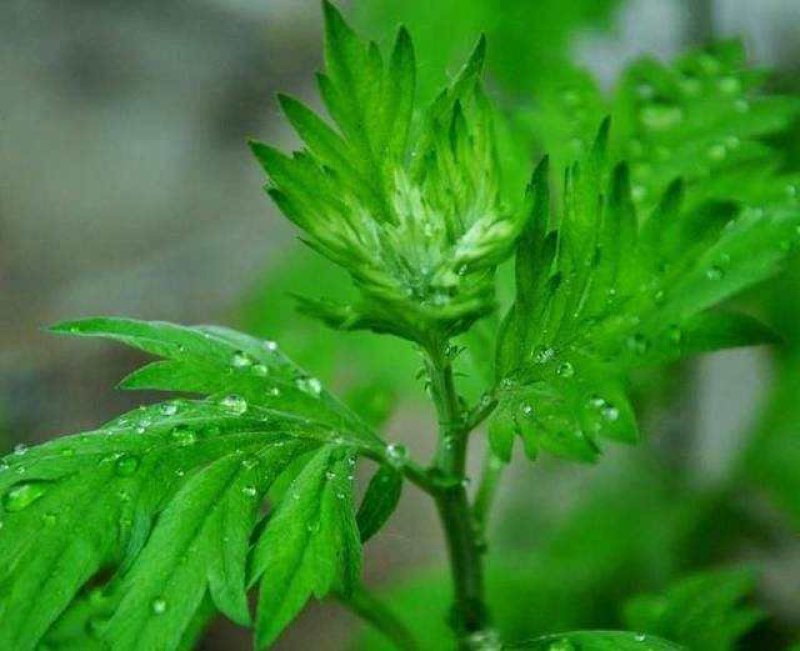 艾草种子