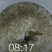 批发翘嘴白，翘嘴白水花，夏花。大白刁鱼苗