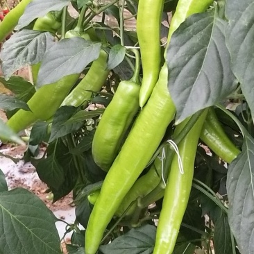 广西北海大棚黄皮牛角辣椒