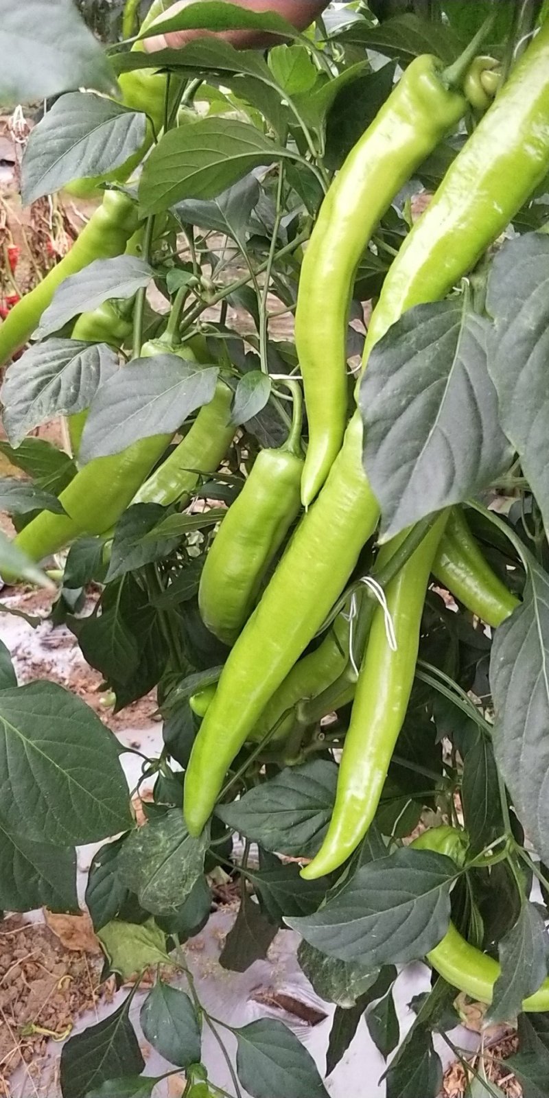 广西北海大棚黄皮牛角辣椒