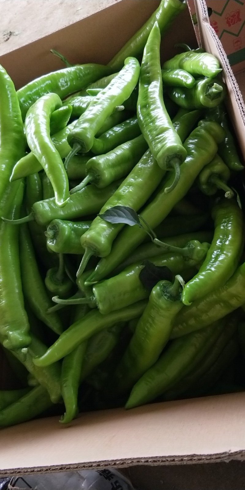 广西北海大棚黄皮牛角辣椒