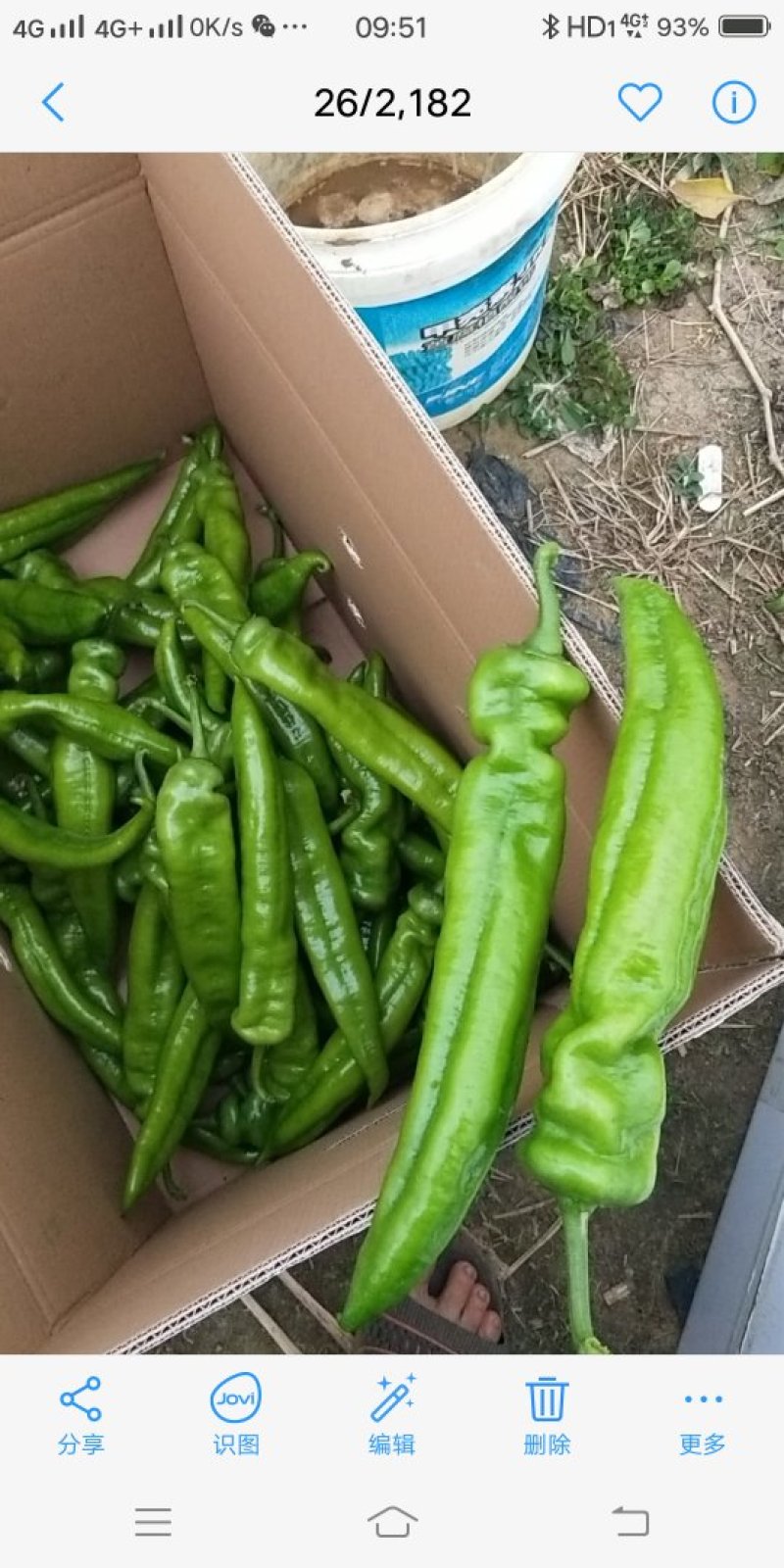 广西北海大棚黄皮牛角辣椒