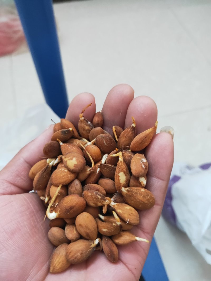桃种子桃芽苗桃仁