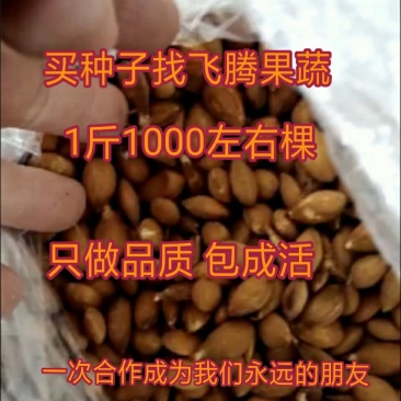 桃种子桃芽苗桃仁