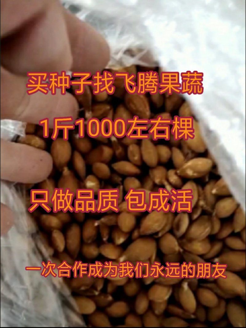 桃种子桃芽苗桃仁