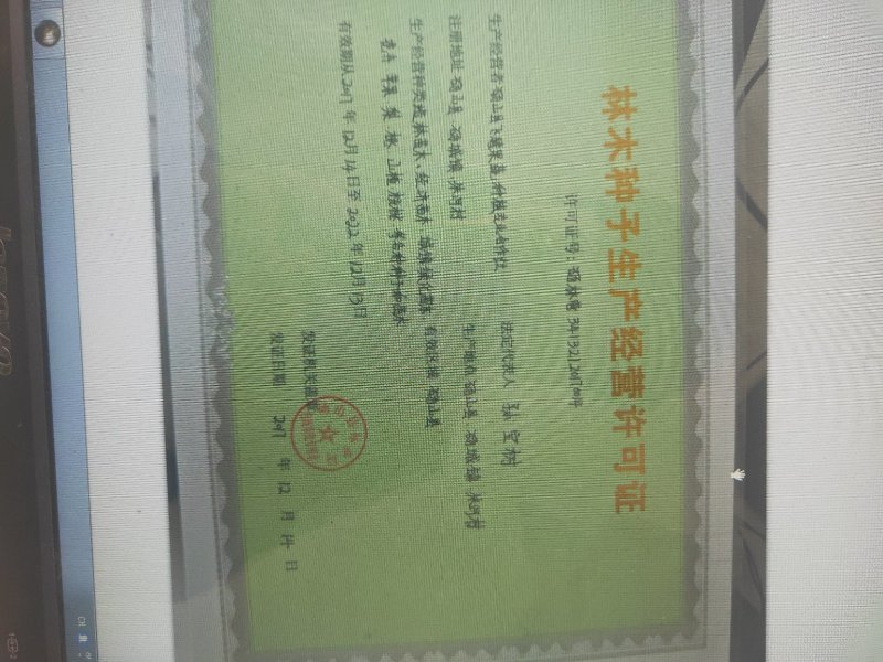桃种子桃芽苗桃仁