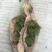 卷柏九死还魂草可种植可做盆景盆栽可药用见水即活批发零售