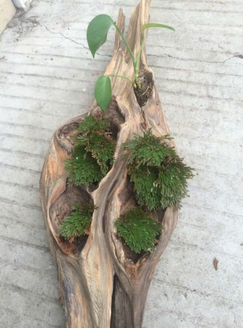 卷柏九死还魂草可种植可做盆景盆栽可药用见水即活批发零售