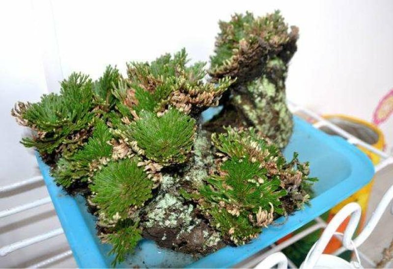 卷柏九死还魂草可种植可做盆景盆栽可药用见水即活批发零售