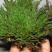 卷柏九死还魂草可种植可做盆景盆栽可药用见水即活批发零售