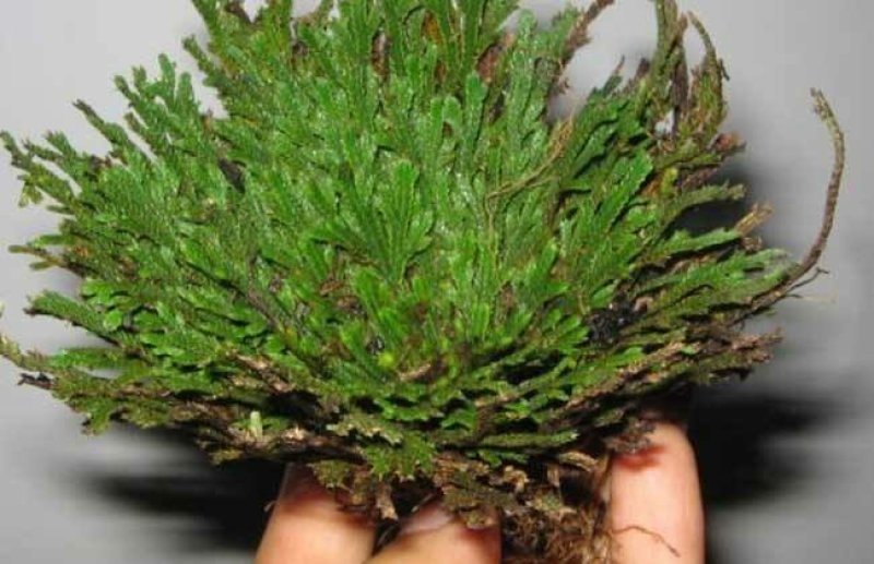 卷柏九死还魂草可种植可做盆景盆栽可药用见水即活批发零售